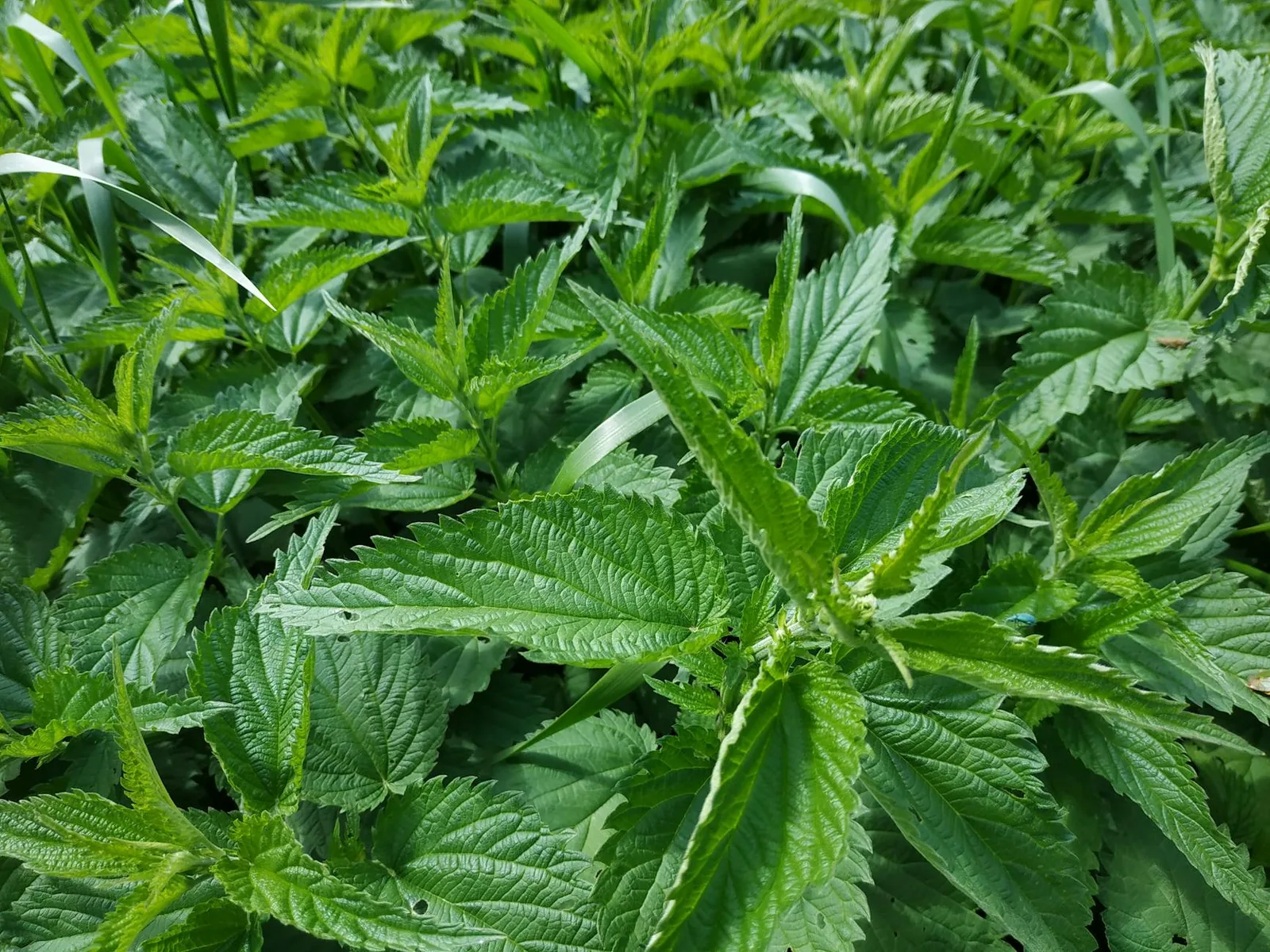 Nokkonen toimii ruoassa parhaiten silloin, kun se käsitellään kunnolla eikä jätetä pelkäksi villiyrttiromantiikaksi