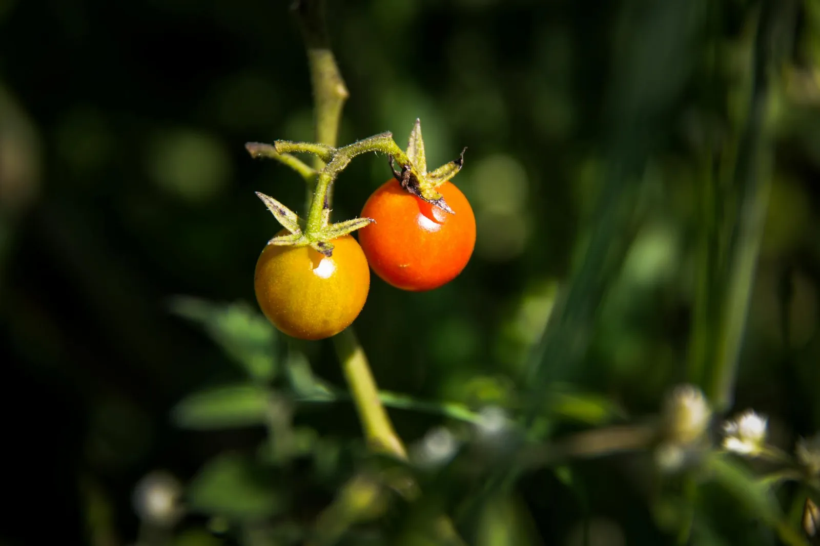 Kirsikkatomaatit ovat helppo tapa lisätä kasviksia välipaloihin, salaatteihin ja lämpimiin ruokiin.